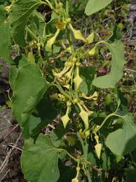 Image result for Aristolochia zenkeri
