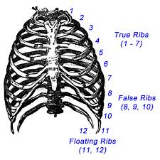 (anatomy) a part of the skeleton within the thoracic area consisting of ribs, sternum and thoracic vertebrae. Ribs Or Rib Cage