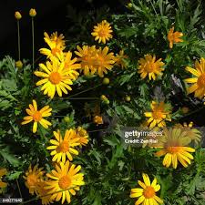Image result for Chrysanthemoides