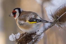 Andreas Hartl Vogel Im Garten Tiere Und Vogel Vogel Bestimmen