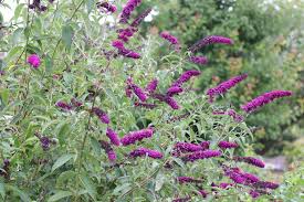 Ich schneide meine sommerflieder auch regelmäßig bis zur nächsten blattachse. Sommerflieder Buddleja Pflege Schneiden Und Vermehren