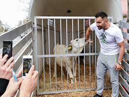 Um mehr menschen zur immunisierung zu bewegen, schlägt. Attila Hildmann Verliert Steak Wette Berlin De