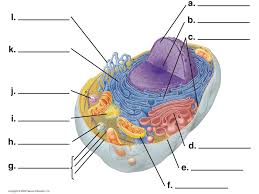 It is the site of lipid biosynthesis and. Photo Album By Darcy Plant And Animal Cells Under The Microscope 1 What Indicators Were Used To Help View Some Organelles Under The Microscope 2 What Ppt Download
