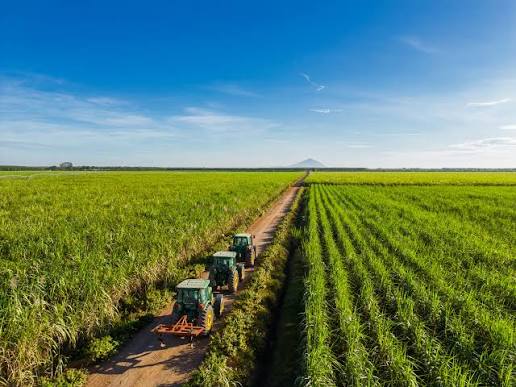 AgriS - Phát triển bền vững ngành mía đường Tây Ninh