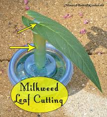 How To Hunt Gather And Protect Monarch Eggs Raise The Migration 201 Monarch B In 2020 Monarch Butterfly Garden Butterfly Garden Plants Raising Monarch Butterflies