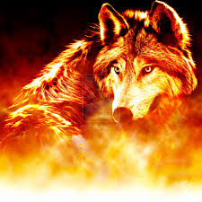 ice wolf wallpaper beautiful fire and