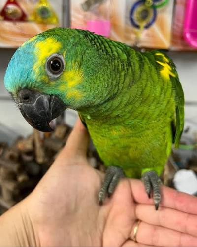 Look the beauty, Fully hand-reared and playful Baby Blue Fronted Amazon  Ready