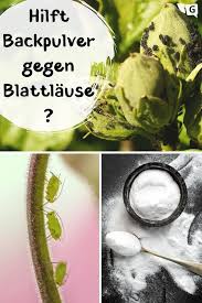 Backpulver Gegen Blattlause Backpulver Blattlause Gegen Pflanzen In 2020 Urban Garden Diy Garden Decor Gardening Tips