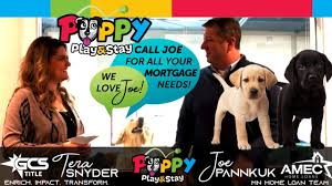 Which toys are best for puppies? Puppy Play And Stay Gcs Partner Post Youtube
