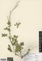 Image result for Cardamine obliqua