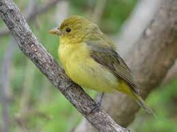 Females can look much more similar, but scarlet tanager females do have duskier, blackish wings and the bill is more gray than yellow. Scarlet Tanager Ebird