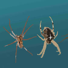 Image result for spinne biss haut reaktion