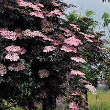 Pin On Garden Ideas