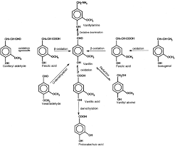 Check spelling or type a new query. Plant Cell Cultures Chemical Factories Of Secondary Metabolites Sciencedirect