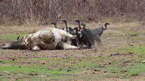 A complete list of birds of prey within the accipitridae family is shown below. White Rumped Vulture And Slender Billed Vulture Stock Footage Video 100 Royalty Free 28077394 Shutterstock