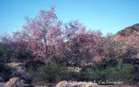 At least 21 species occur in the sonoran desert region (source). Desert Ironwood Arizona Daily Independent