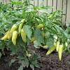 Banana pepper 'sweet banana' (capsicum annuum) looks pretty and tastes great. 1