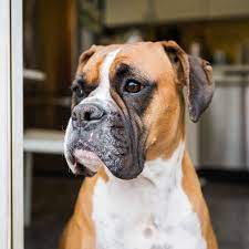 55 Names For Boxer Dogs