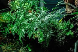 Image result for Bolbitis heudelotii