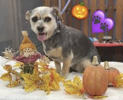 Excellent location — rated 9.1/10! Bubbles Pet Spa Updated Covid 19 Hours Services 49 Photos 101 Reviews Pet Groomers 2110 Highland Ave Manhattan Beach Ca Phone Number Yelp