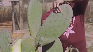 Ver más ideas sobre nopal, disenos de unas, cactus y suculentas. Revista Agronoticias