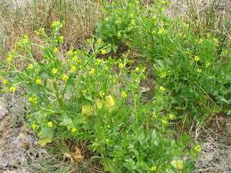 Image result for Ranunculus sceleratus