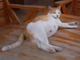 تفسير حلم قطة حامل في المنام لابن سيرين