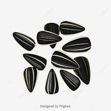 .bunga bunga yang akan kami bagikan disini ada bunga matahari hitam putih, bunga teratai hitam putih, bunga mawar hitam putih dan aneka bunga lainnya. Gambar Bahan Makanan Kacang Yang Dilukis Dengan Tangan Kartun Biji Bunga Matahari Benih Biji Kacang Png Transparan Dan Clipart Untuk Unduhan Gratis
