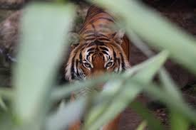 Wisata ternak kandang macan, lokasi wisata di jl. Harimau Makan Ternak Bbksda Manusia Yang Masuk Ke Rumahnya