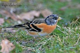 Pinson Du Nord Animals Birds Bird Watching
