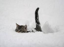 「雪画像」の画像検索結果