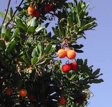Les Arbouses A Savourer En Confiture Location Corse Vacances Corse Corse