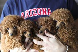 Beautiful parti poodle puppies 8 weeks old, 2 females $450., 2 males $400. Oodles Of Beautiful Red Toy Poodles Pups Love Love Love Them Toy Poodle Poodle Poodle Puppy
