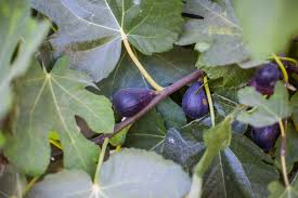 Dec 12, 2016 · it is not absolutely necessary to prune a fig tree. How To Grow A Fig Tree Southern Living