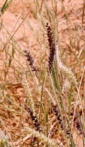 Image result for Cenchrus biflorus