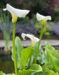 Image result for Nile Green 1988 Audi