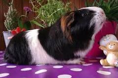 Image result
