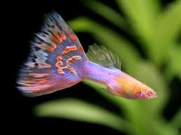 Types Of Guppies Guppies Are A Very Easy To Breed Fish Species They Also Adapt Quickly To Their Environment Guppy Fish Best Aquarium Fish Aquarium Fish Tank