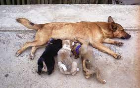 How Can We Tell That Dogs Recognize Their Parents