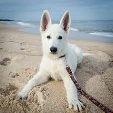 A white german shepherd with blue eyes is distinctly beautiful as is a white long haired german shepherd. 550 White German Shepherd Dog Never Blue Eyes Ideas In 2021 White German Shepherd Shepherd Dog German Shepherd