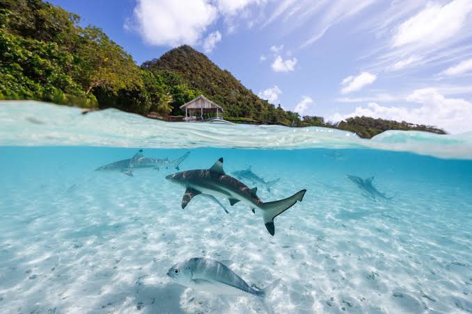 Pemandangan kepulauan Raja Ampat dengan kapal motor yang menghubungkan Sorong dan Waisai