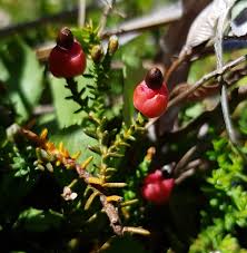 Image result for Podocarpaceae