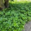 They retain moisture, control erosion, and provide habitat for pollinators like bees and butterflies. 3