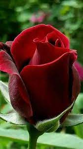 Pin By Ravi Barman On Superman Purple Roses Beautiful Roses Rose Buds