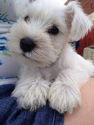 We have a white mini schnauzer going on 12 years that still acts like a puppy. Pin On The Type Of Puppy We Are Getting