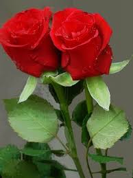 Boa Ideia Beautiful Rose Flowers Wallpaper Nature Flowers Beautiful Flowers
