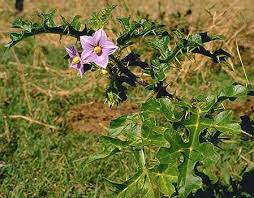 Image result for Solanum linneanum