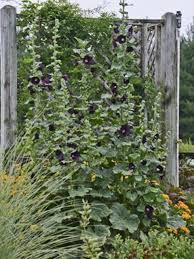 Image result for Alcea rosea
