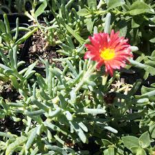 Image result for Delosperma spp.