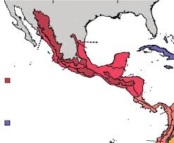 Image result for Elionurus platypus